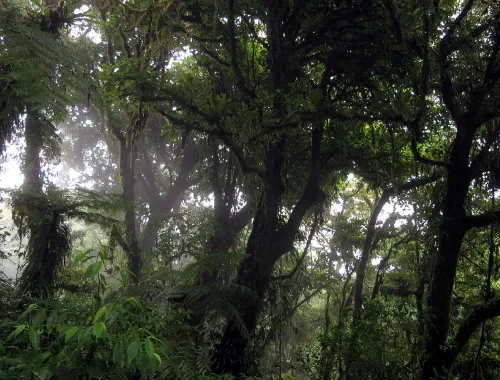 monteverde